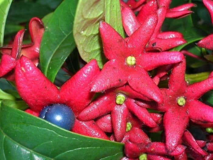 Clerodendrum indicum 4