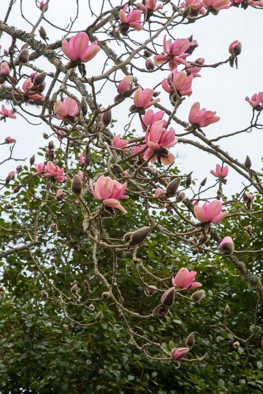 Magnolia di Campbell 6