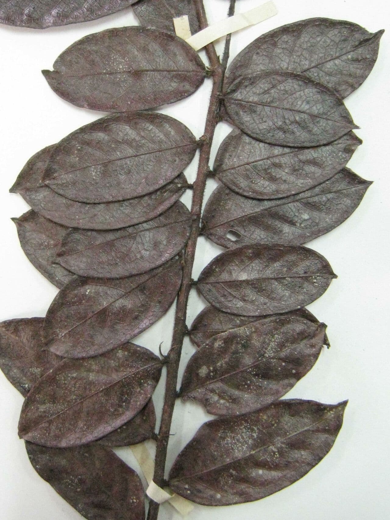 Hirtella 4
