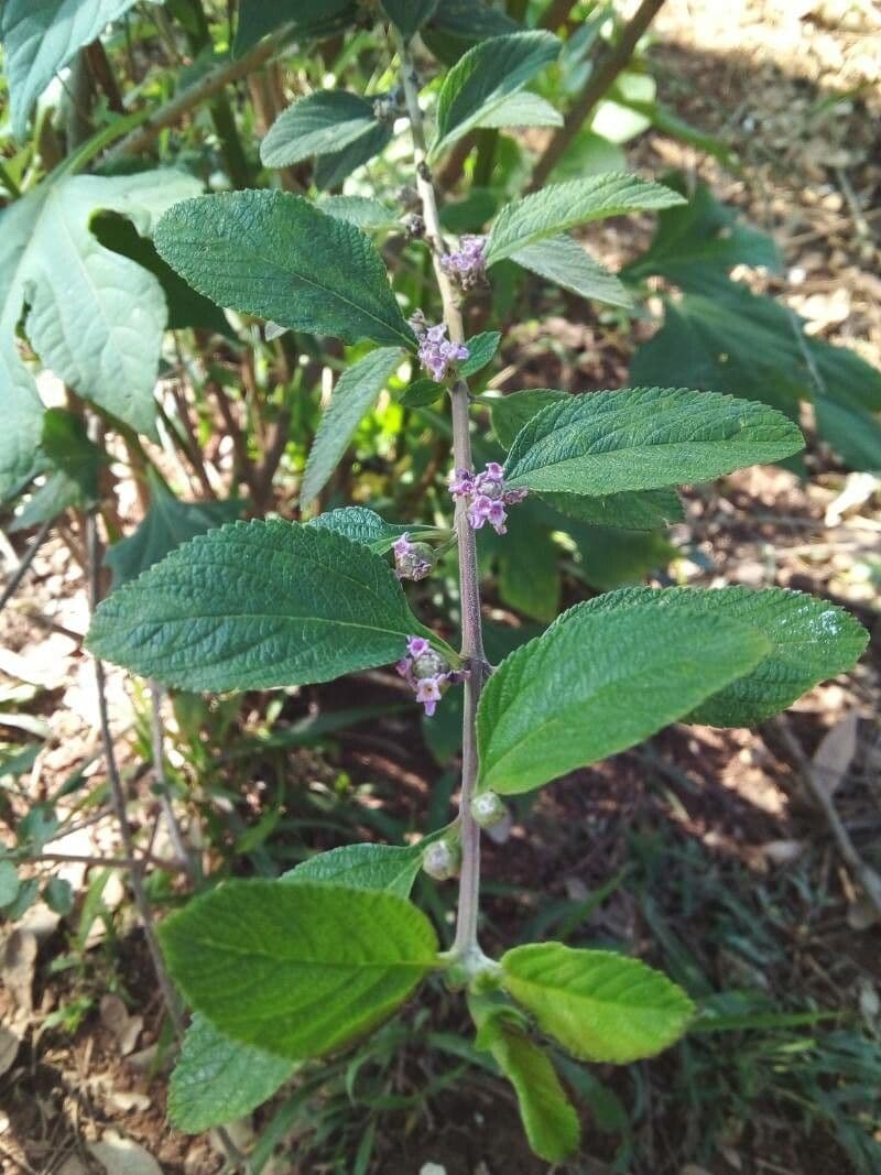Lippia alba 4