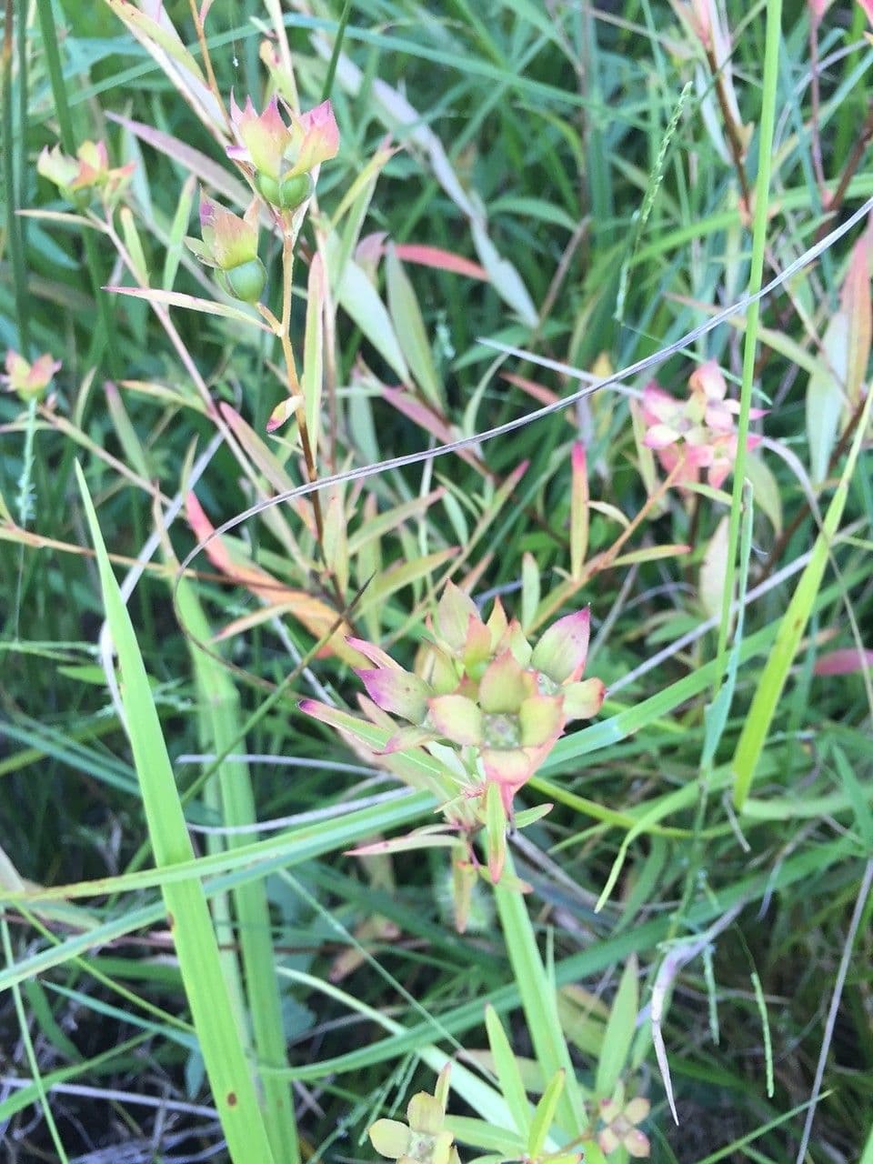 Ludwigia alternifolia 14