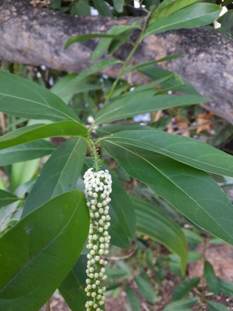 Citharexylum à queue 10