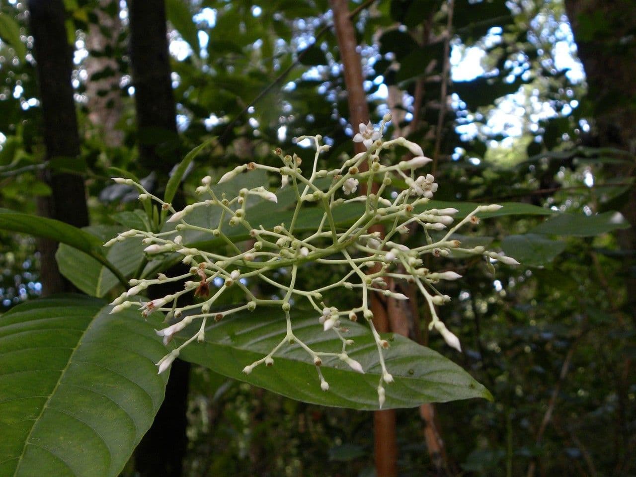 Bertiera 5