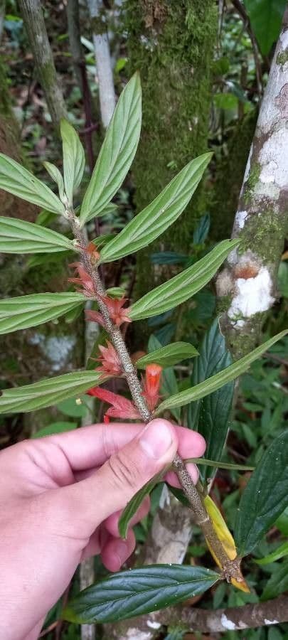 Columnea 4