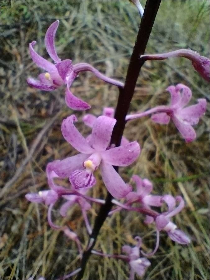Dipodium 2