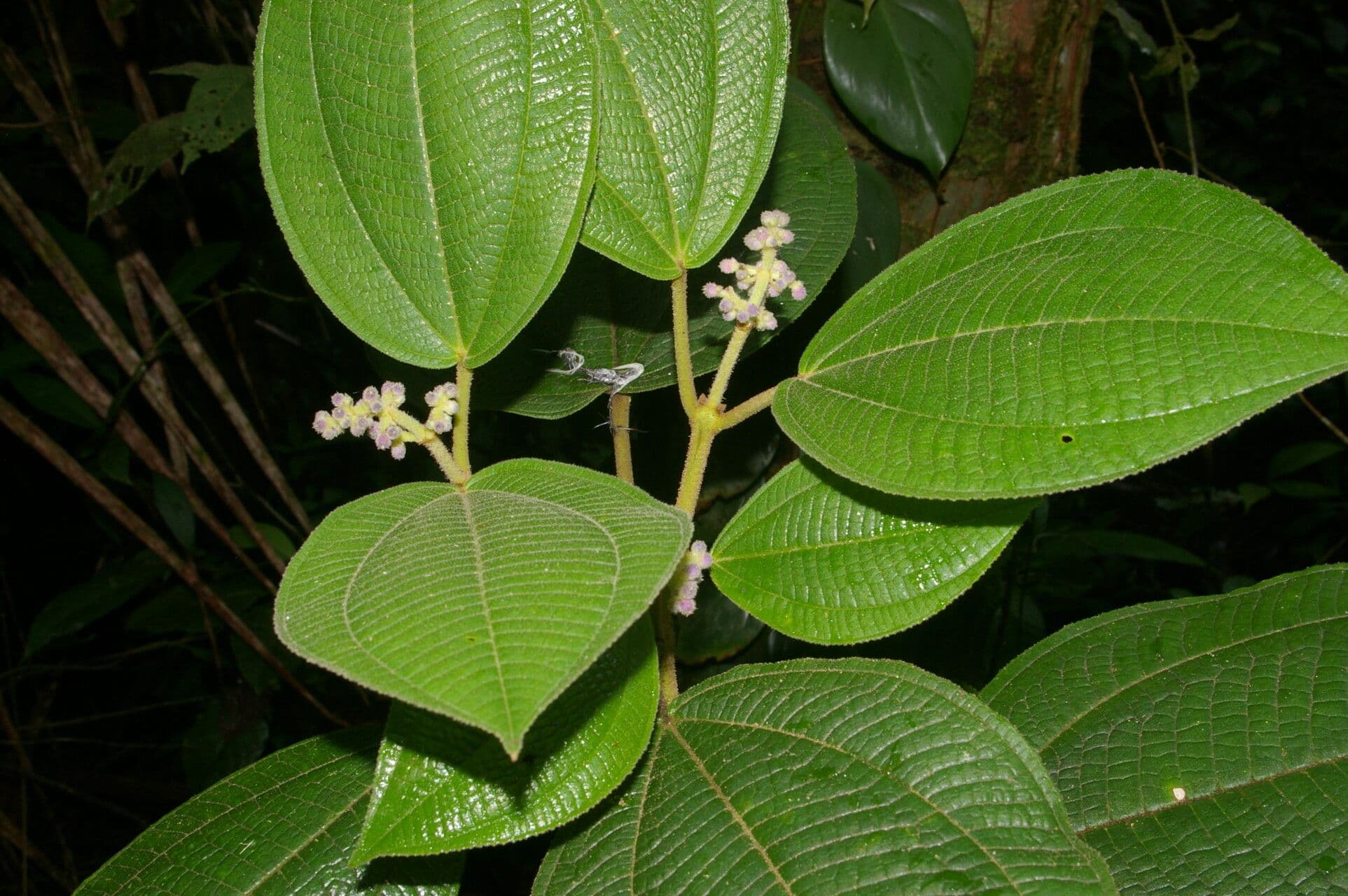 Conostegia micrantha