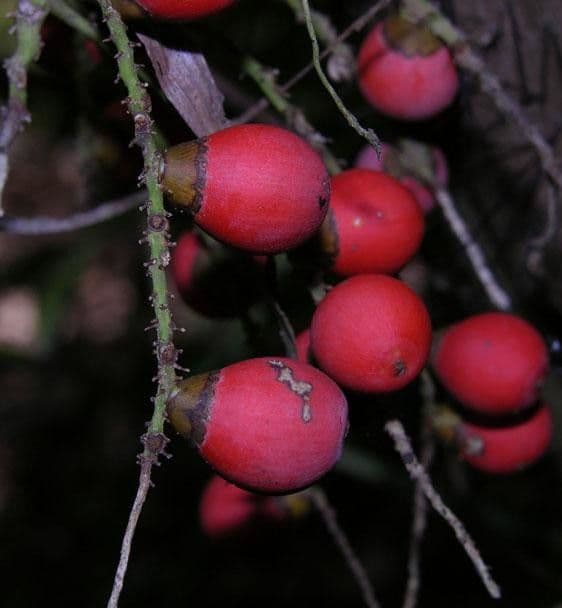 Bactris 2