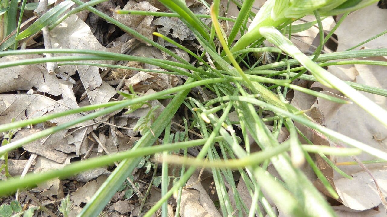 Dolden-Milchstern 21