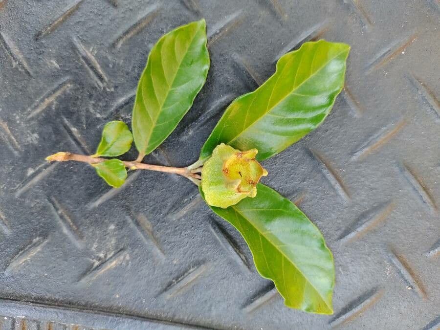 Campomanesia 2