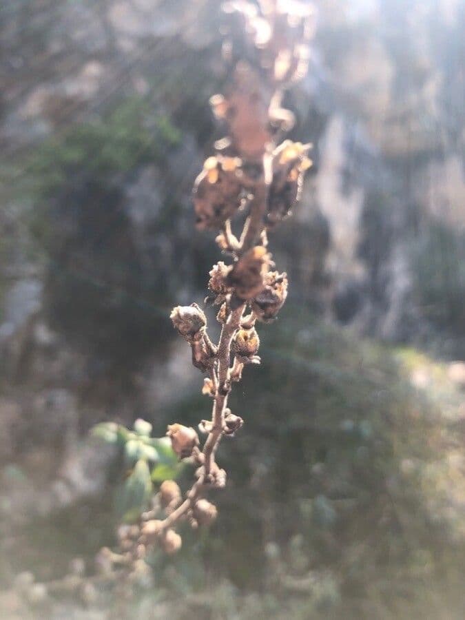 Gänsblume 2