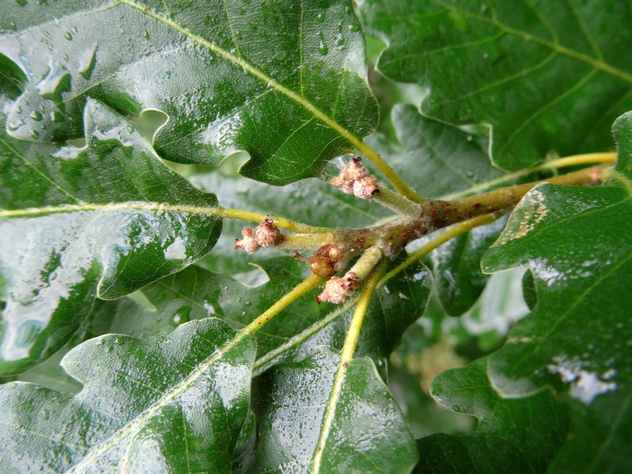 Flaumeiche 28