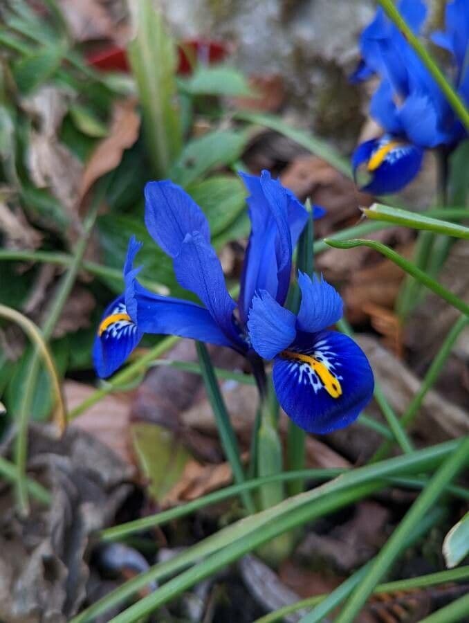 Netz-Iris