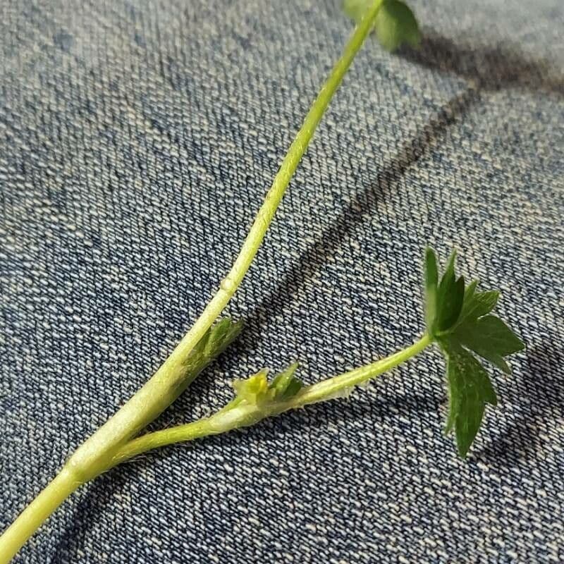 Ranunculus parviflorus 18