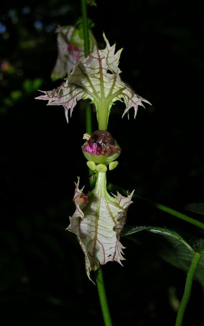 Dalechampia dioscoreifolia 13