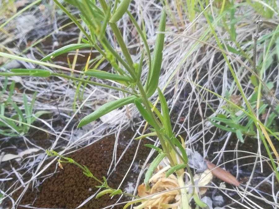 Centaurea minore 23
