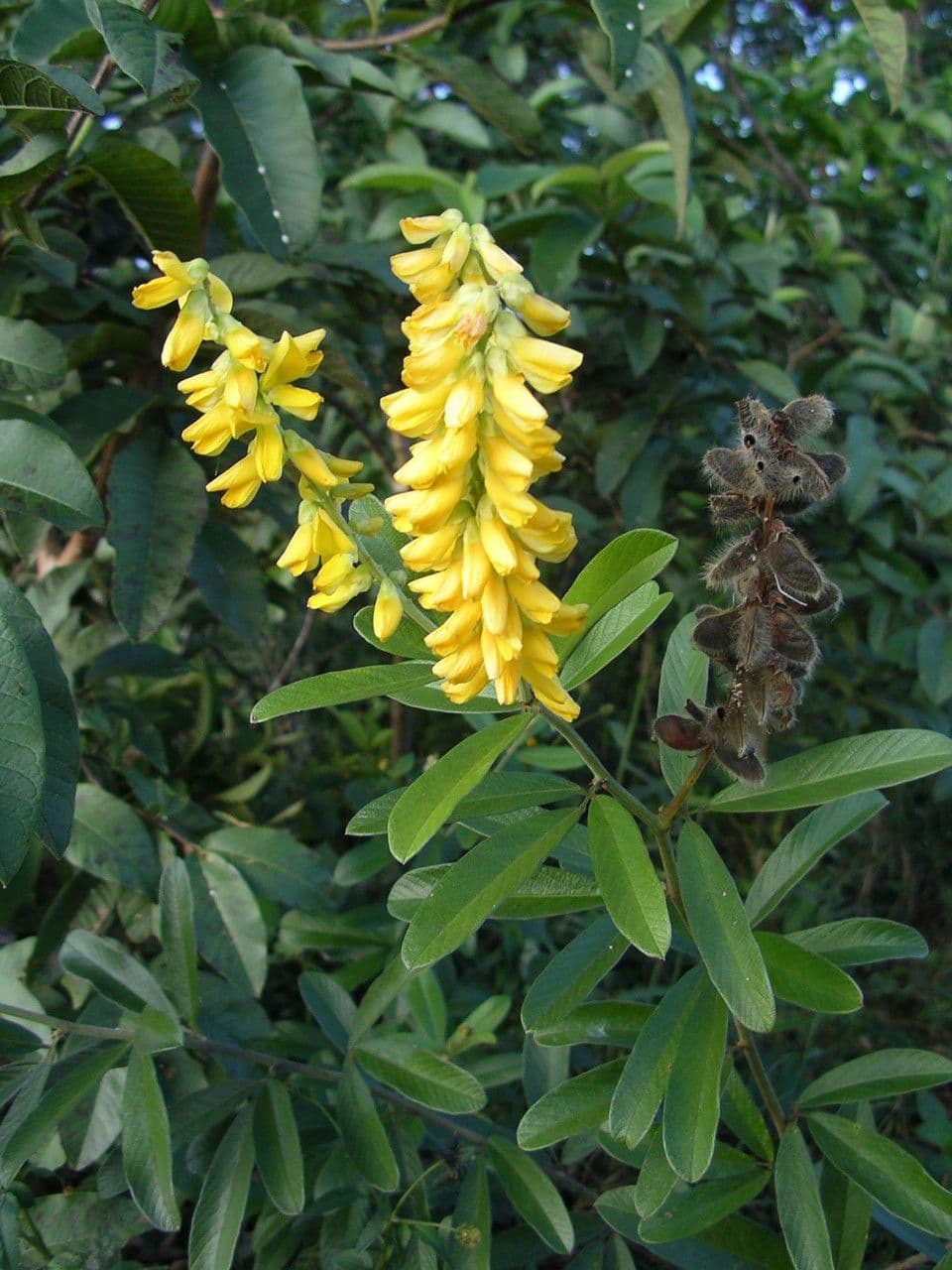 Eriosema psoraleoides 3