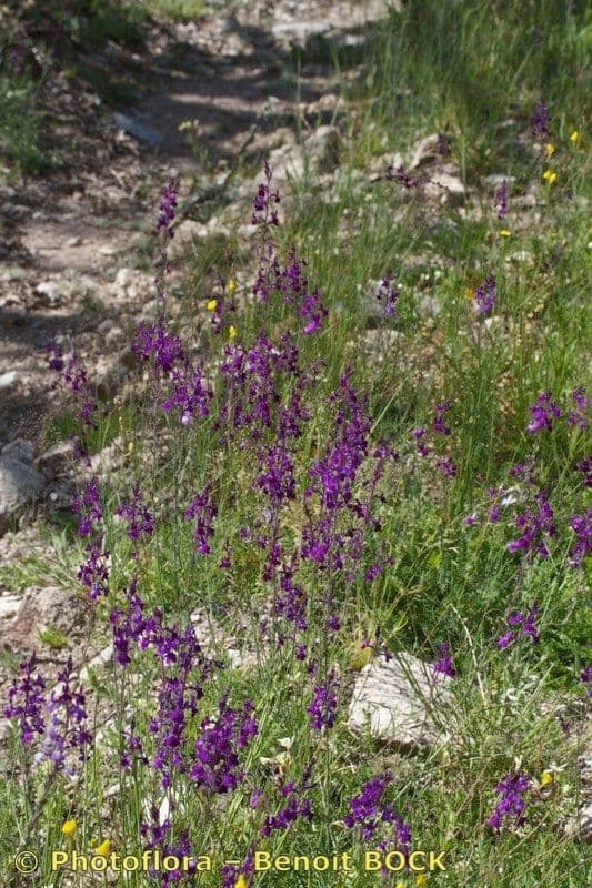 Linaria 11