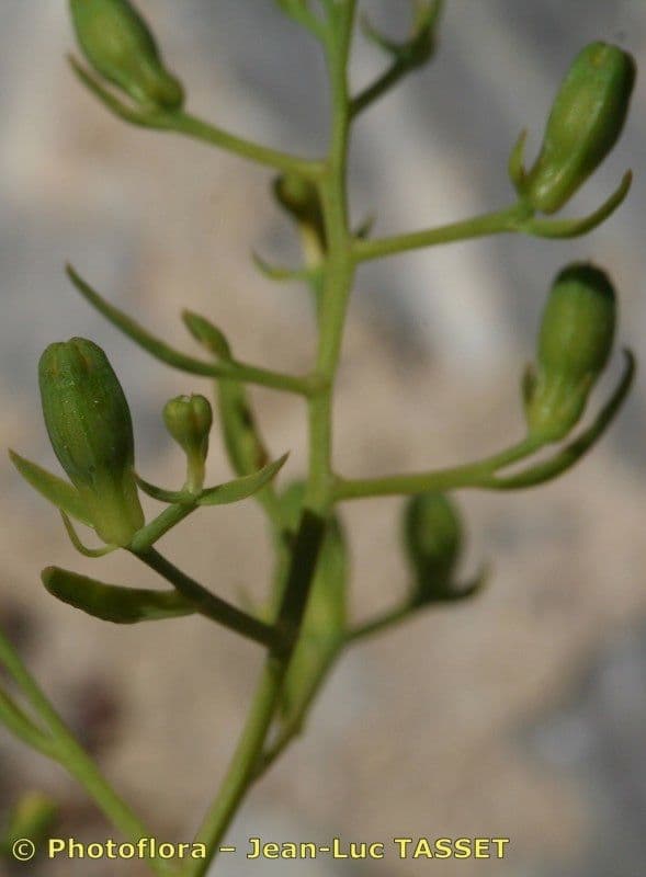 Thesium linofilo 4