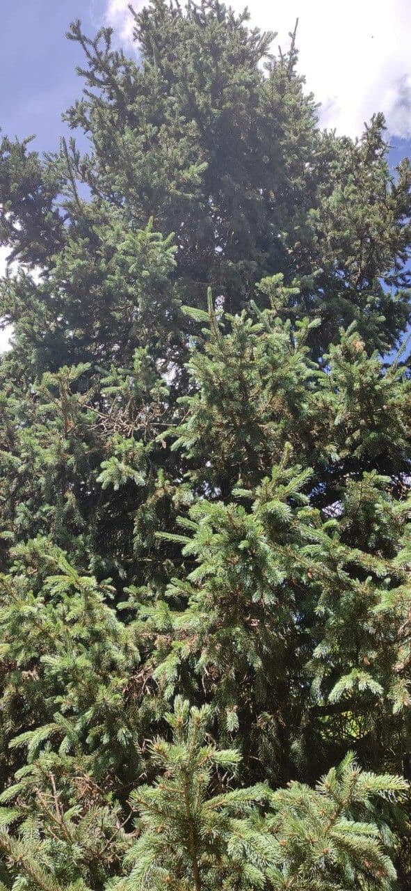 Abete di Morinda 3