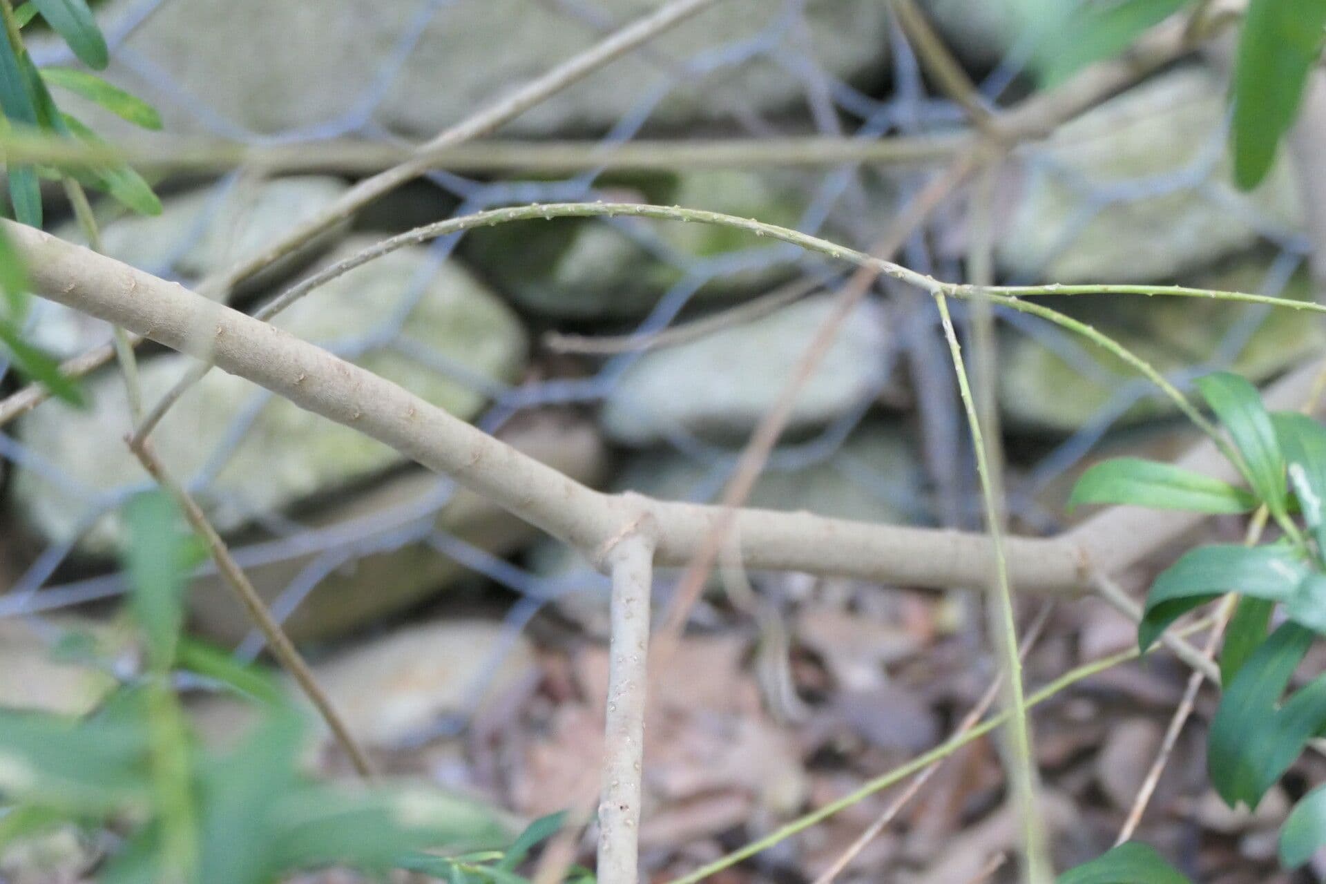 Myrtenblättrige Kreuzblume 23