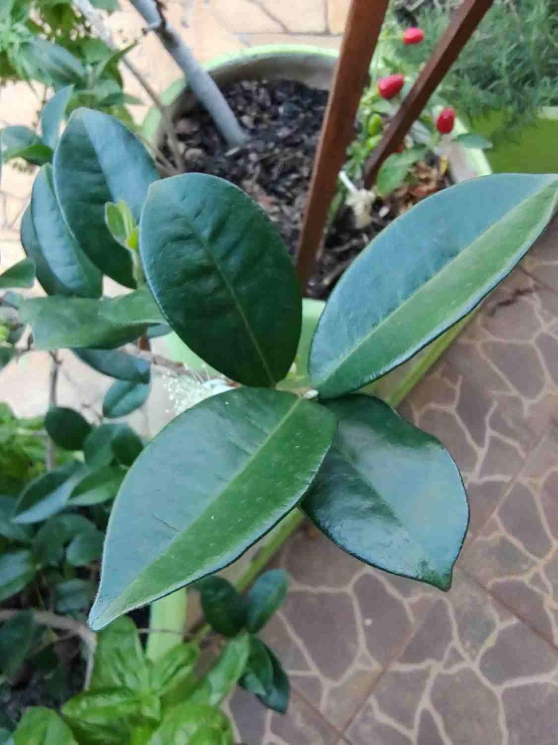 Jaboticaba 2