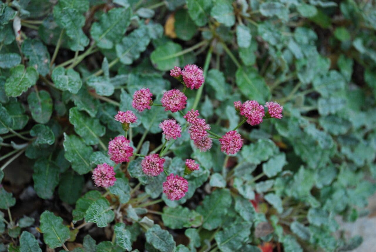 Große Buckel-Knöterich 6