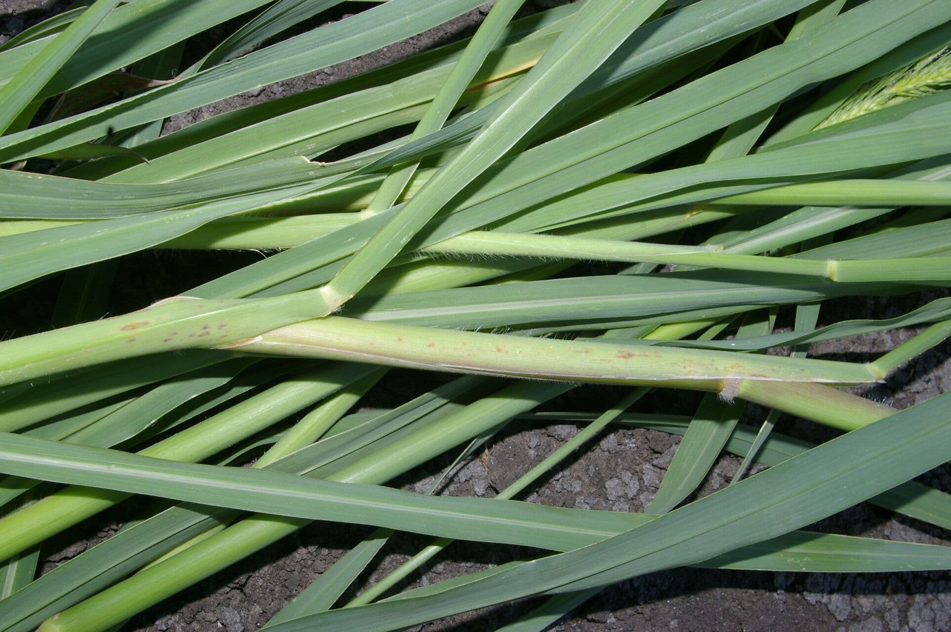 Echinochloa polystachya 2