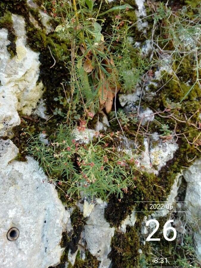 Asperula purpurea 6