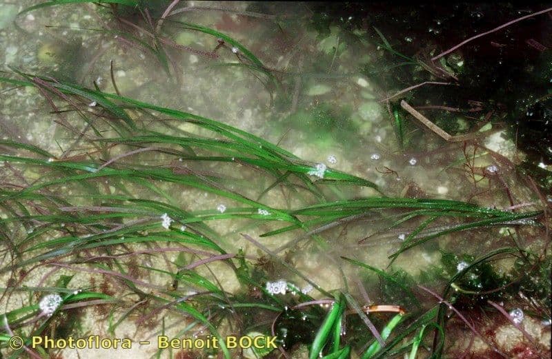 Zostera marina 22