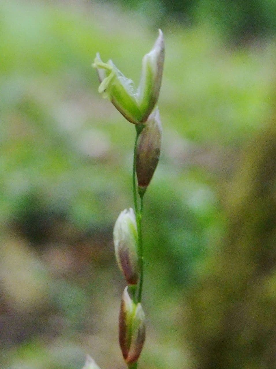 Melica uniflora 6