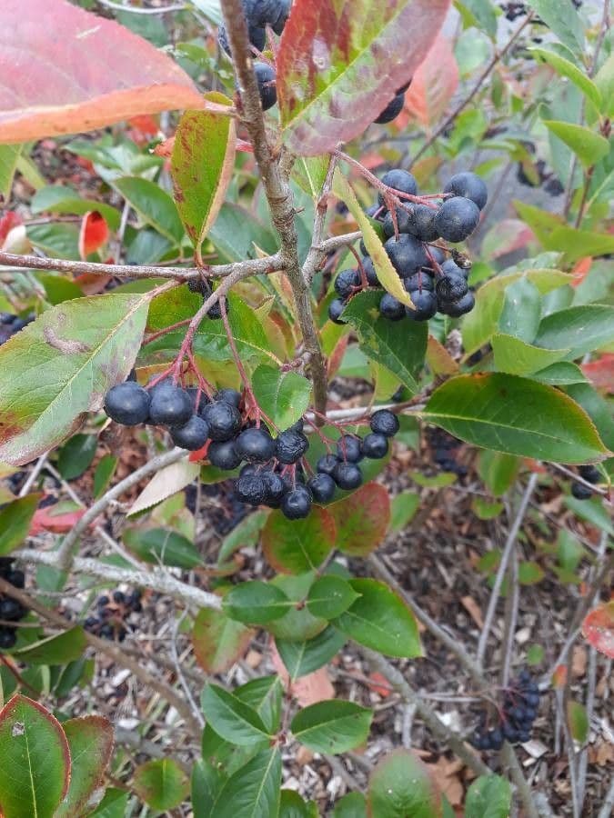 Aronia nera 2