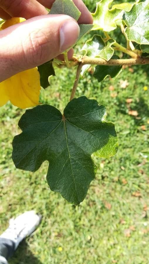 Fremontodendron 14