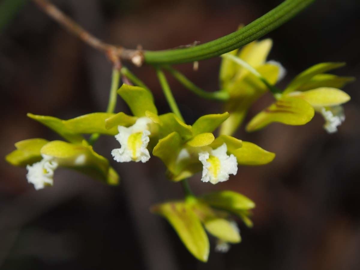 Native dendrobium
