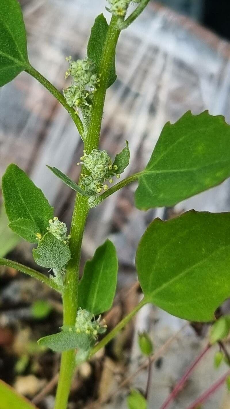 Chenopodium berlandieri 12