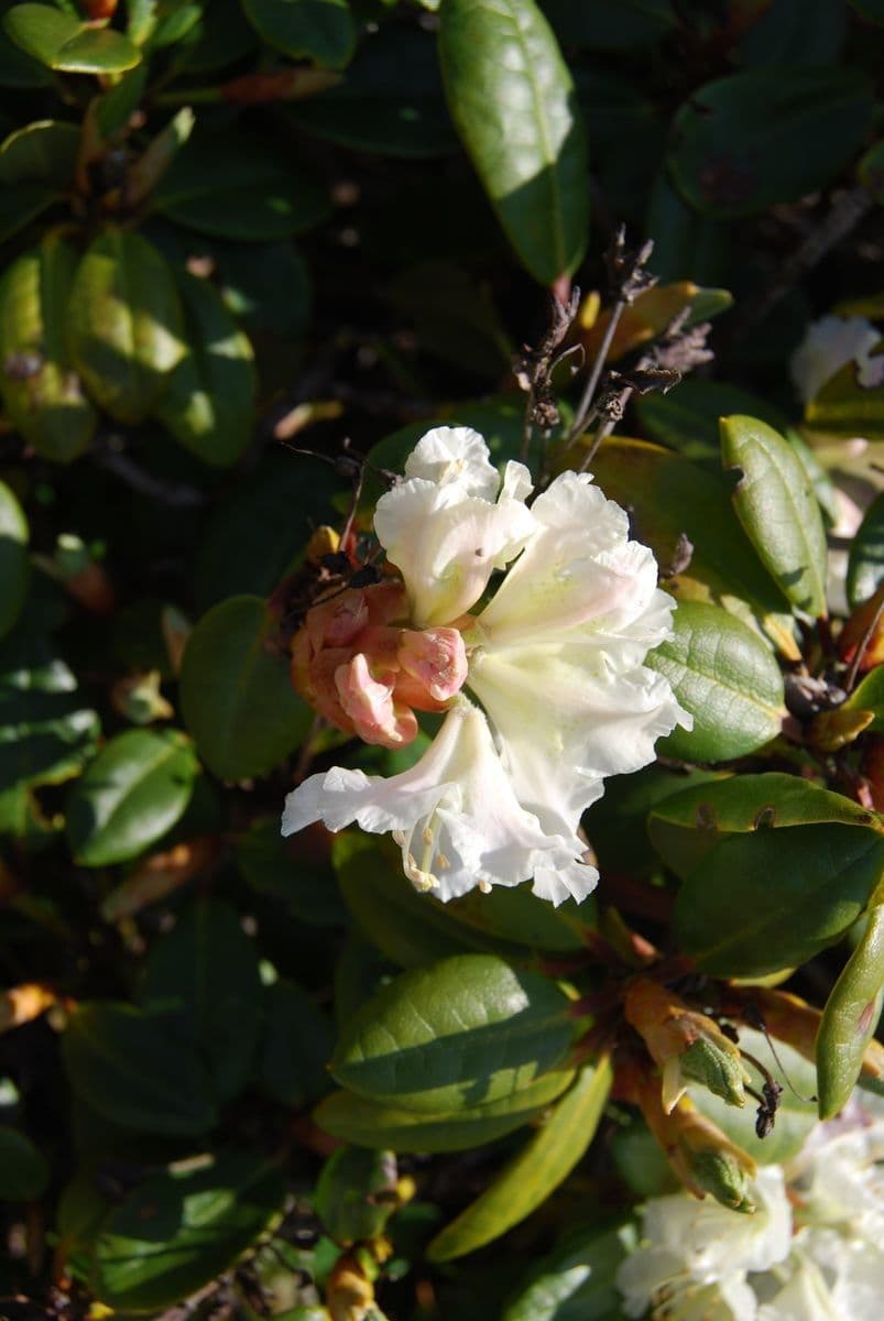 Rododendro dorato 3