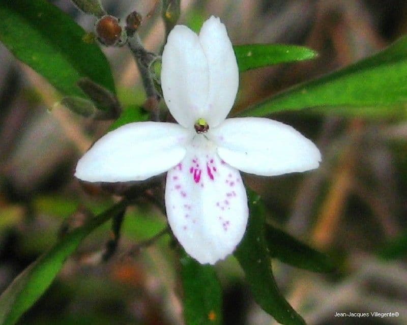 Pseuderanthemum 3