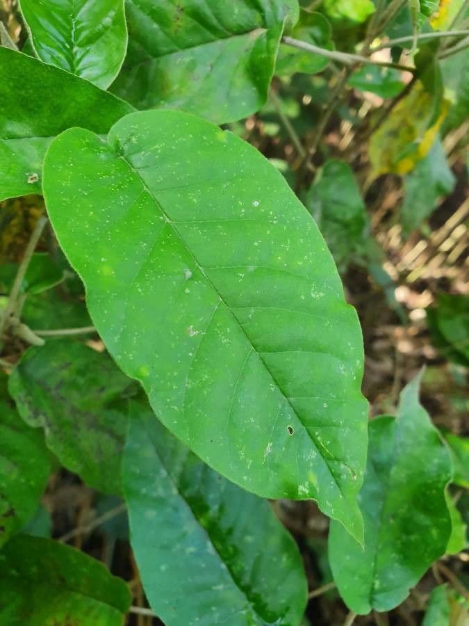 Croton 7
