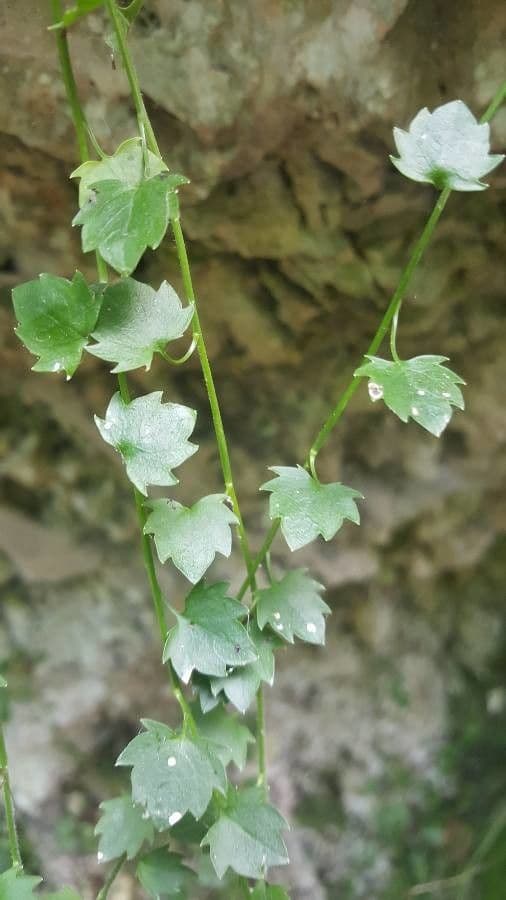 Campanula 7