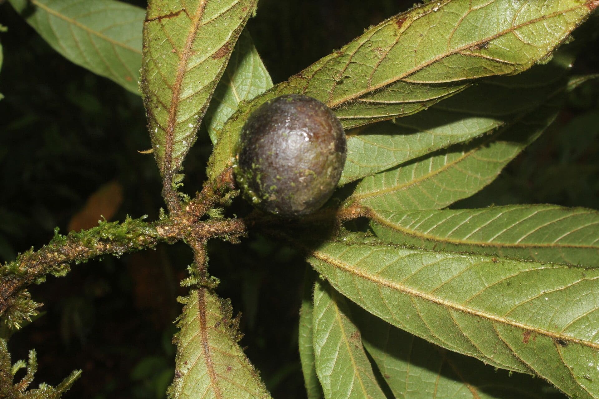 Meliosma
