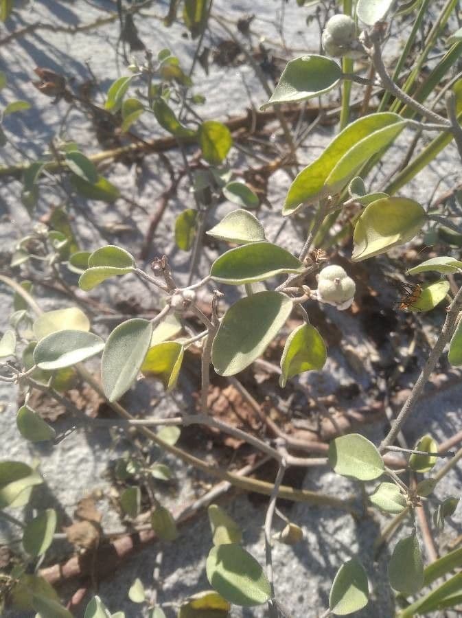 Croton punctatus 8