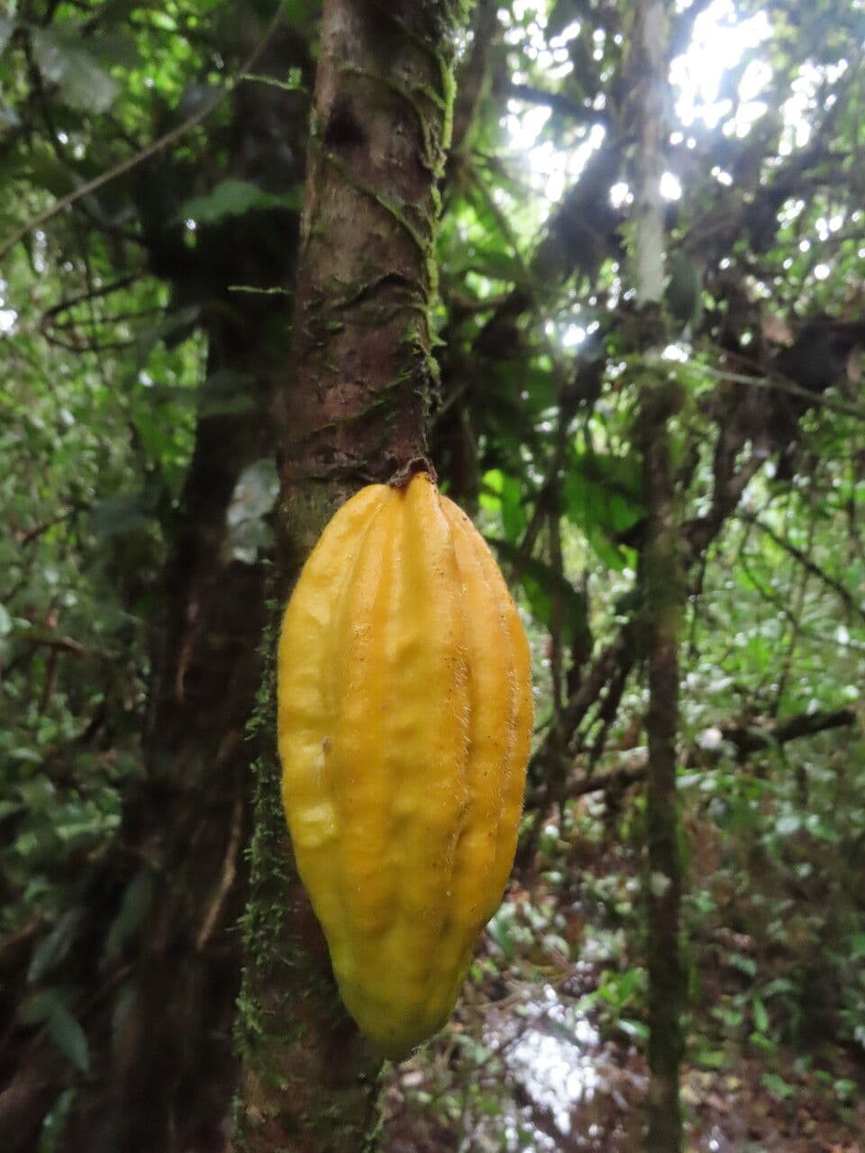 Herrania 4