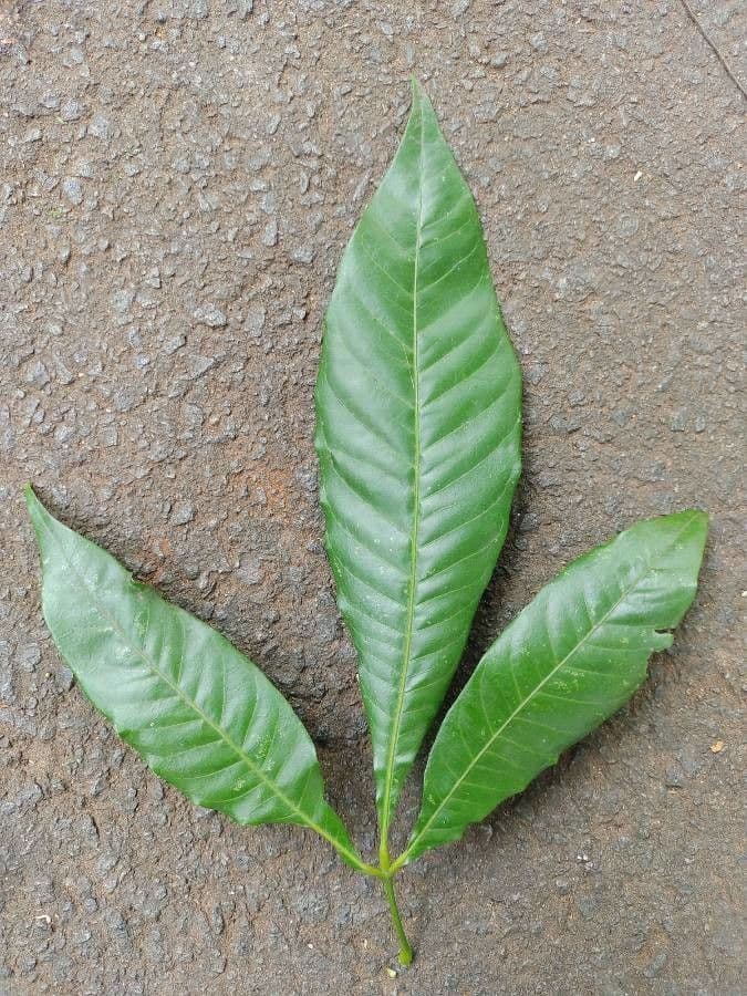 Trichilia 4