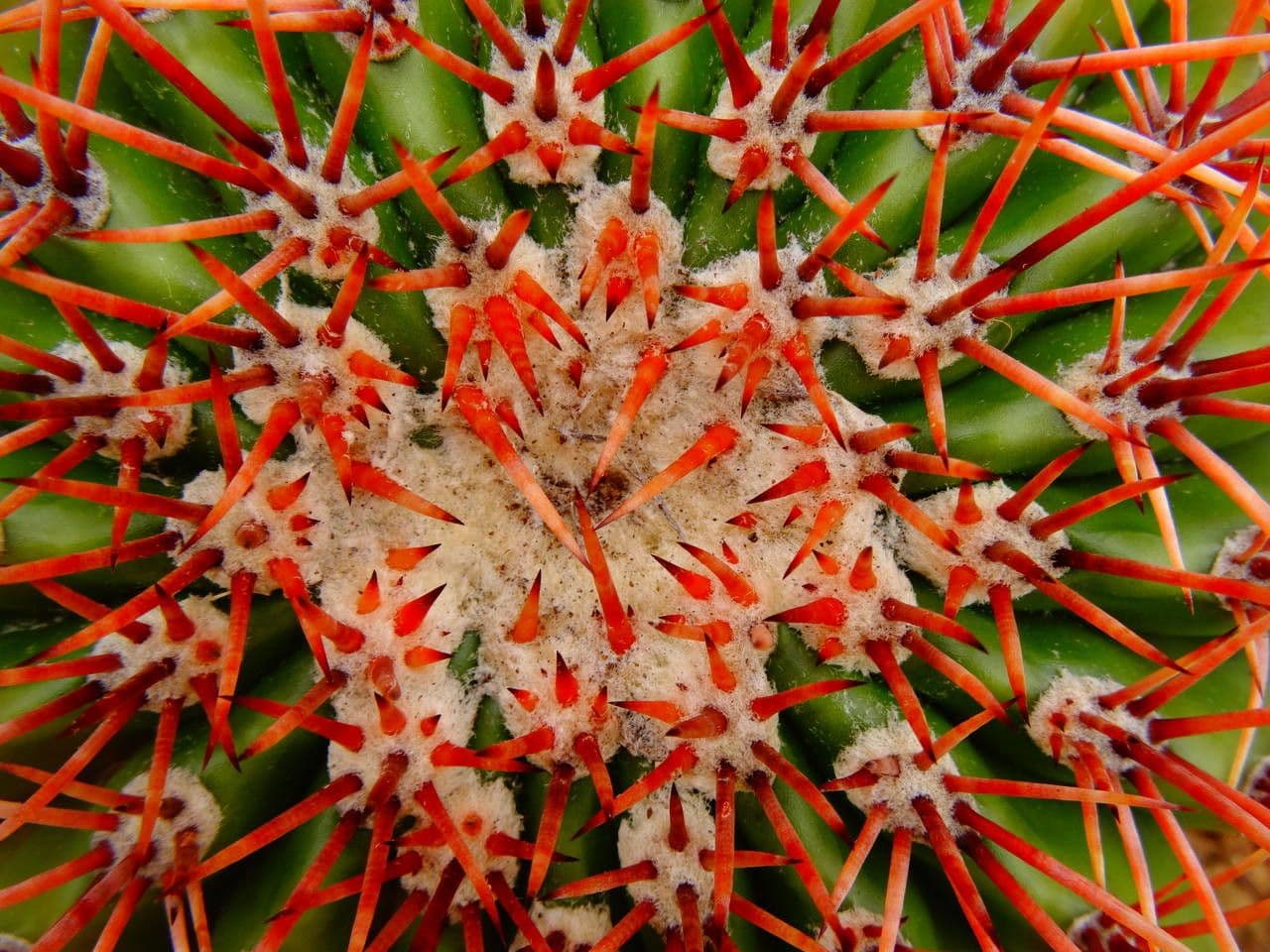 Melocactus 10