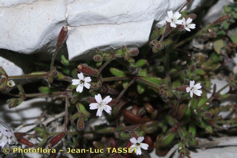 Silene sedoides 20