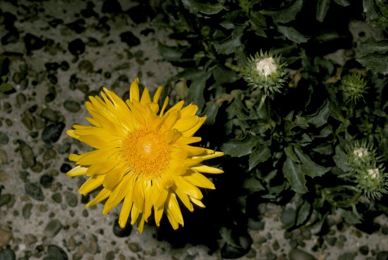 Grindelia chiloensis 6