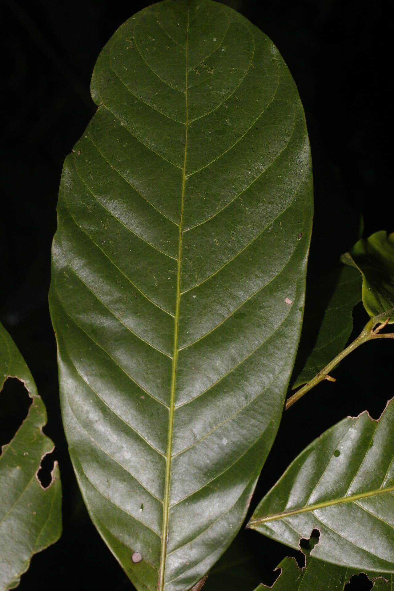 Unonopsis 7