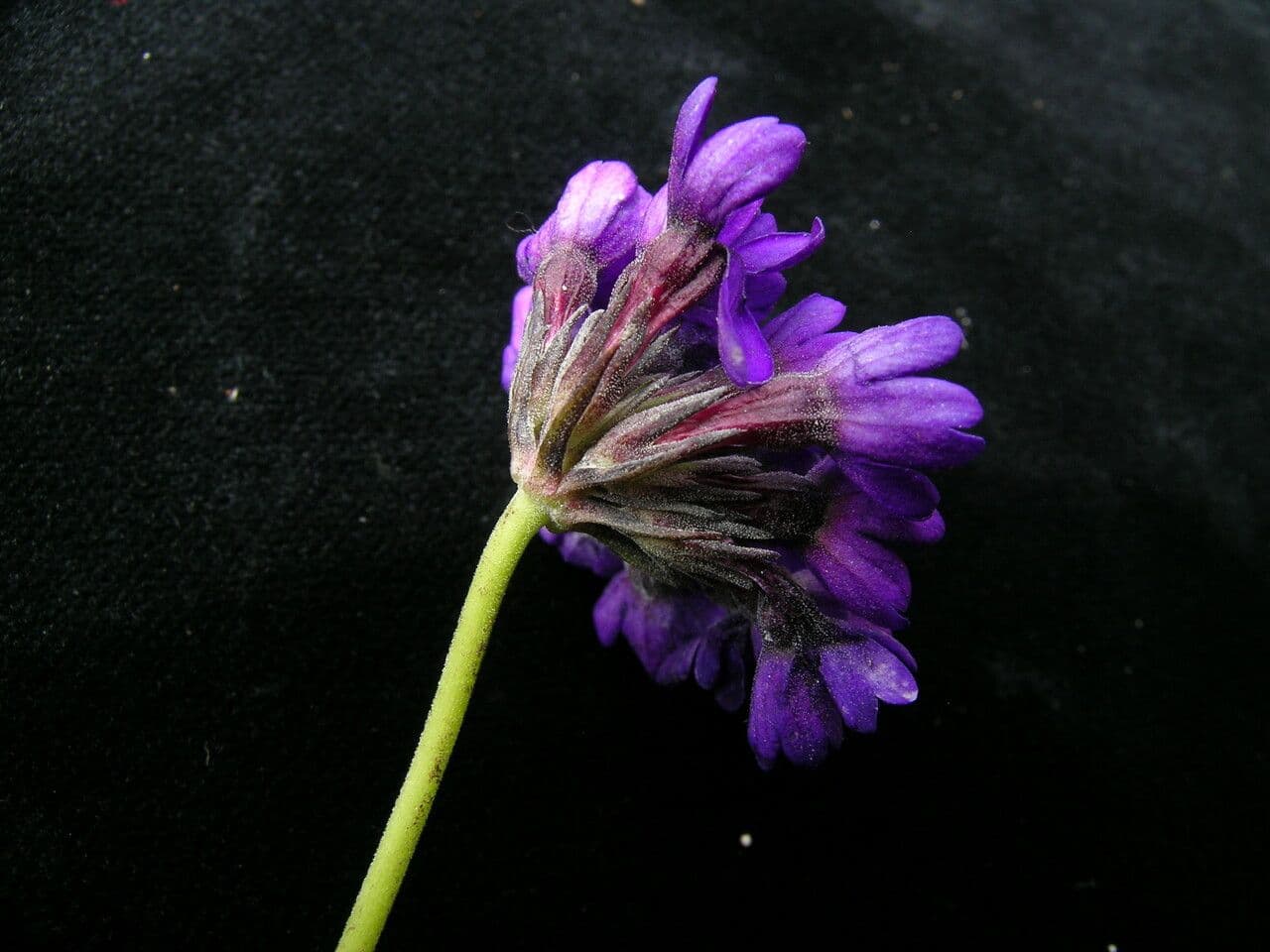 Primula 6