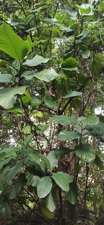 Dillenia 11