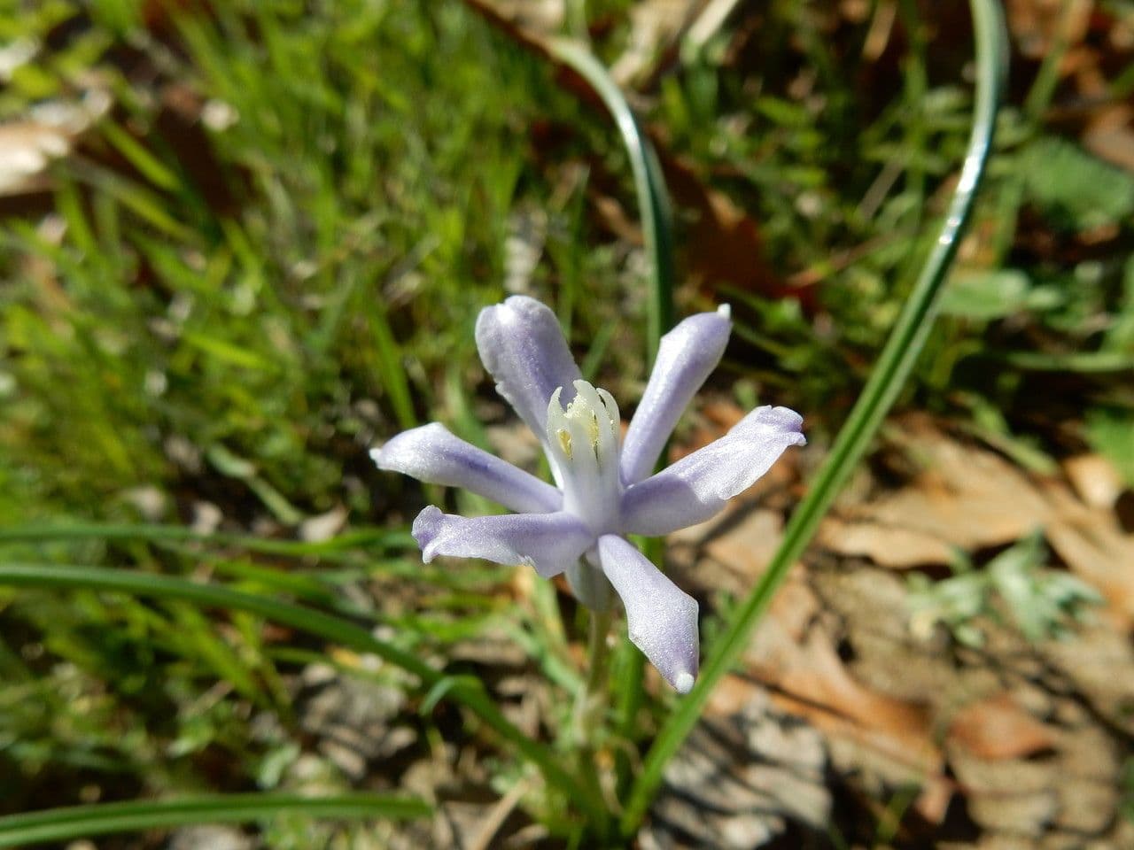 Androstephium 2