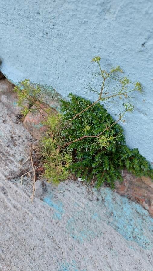 Ciclosperma 7